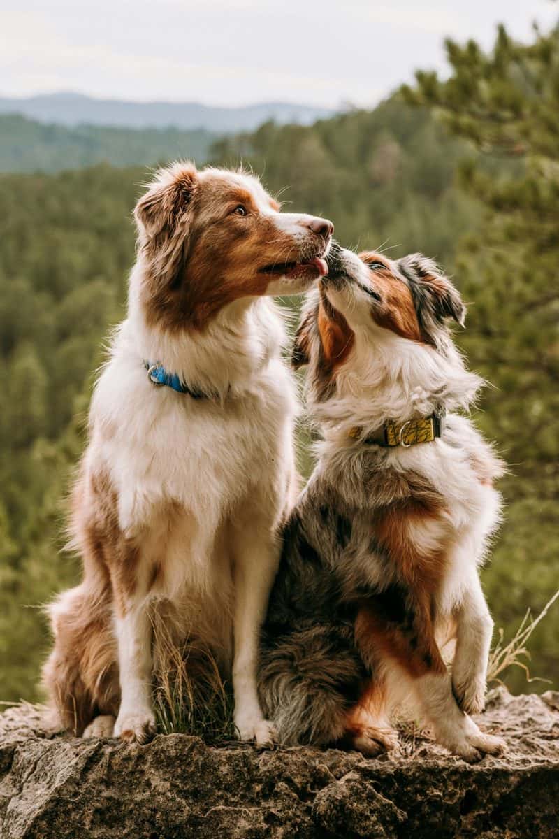Two Australian Shepherds sitting together on a rock above a forest