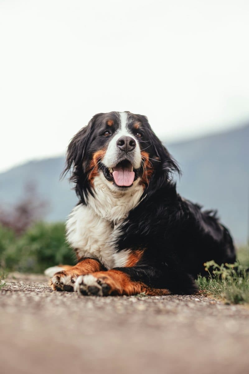 Bernese Mountain Dog dog