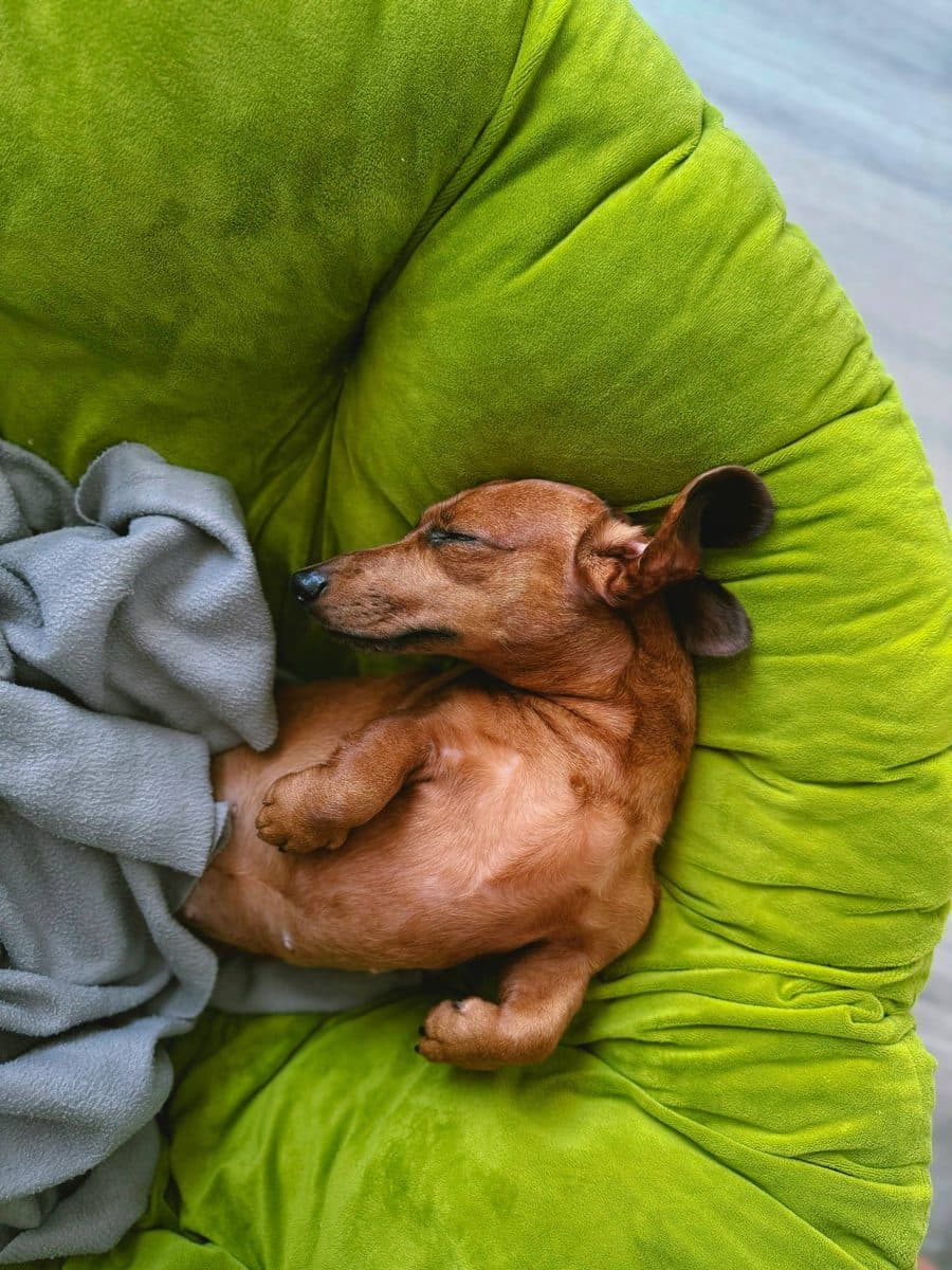 Dachshund dog