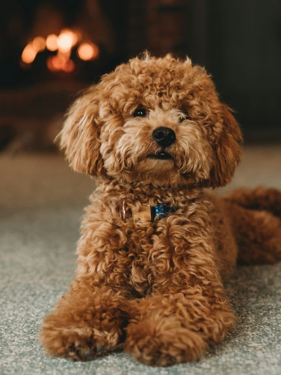 Poodle dog